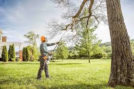 Reliable Empire, CA Tree Care  Solutions